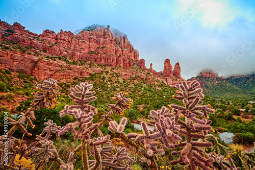 Catus with Red Rock Formations around Sedona, Arizona photo