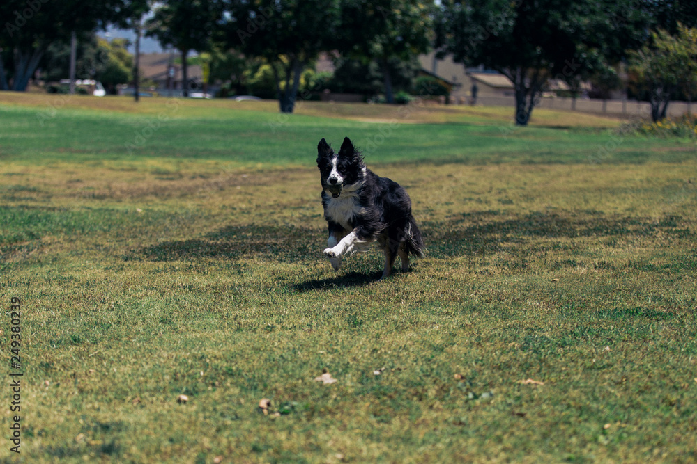 border collie runs with ball