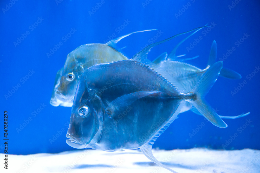 Φωτογραφία Close up picture of Selene fish in blue aquarium, as imitation of ocean life