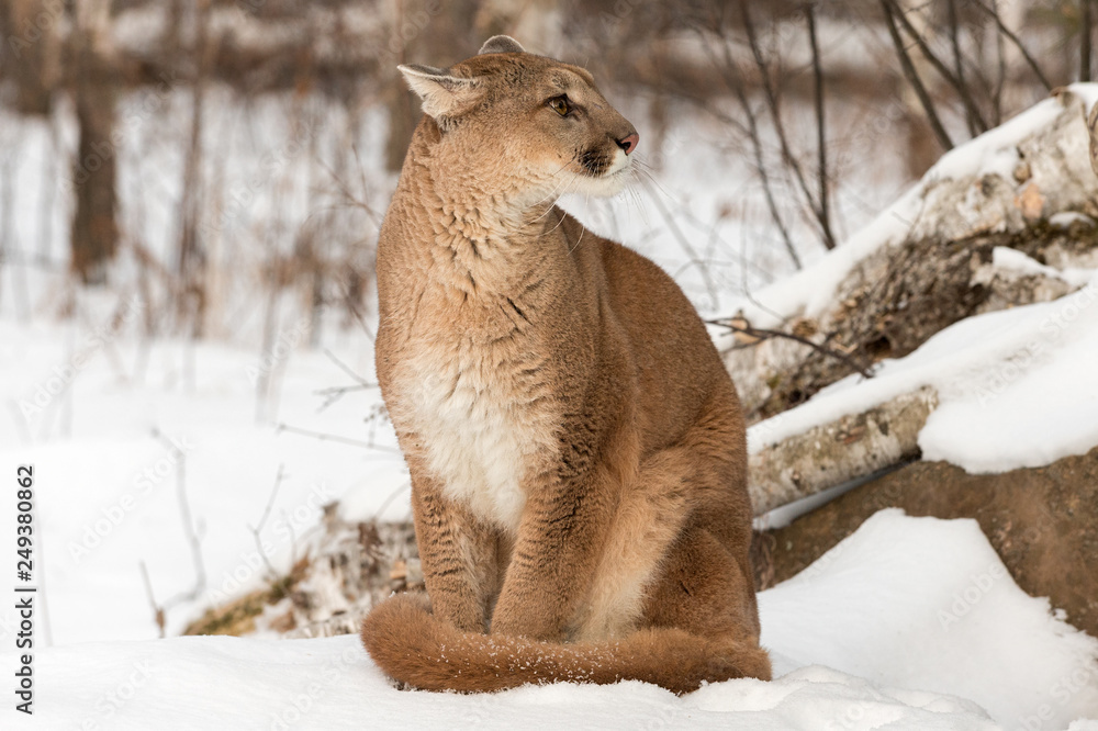 Adult Female Cougar (Puma concolor) Looks Right Ears Back Winter Stock  Photo | Adobe Stock