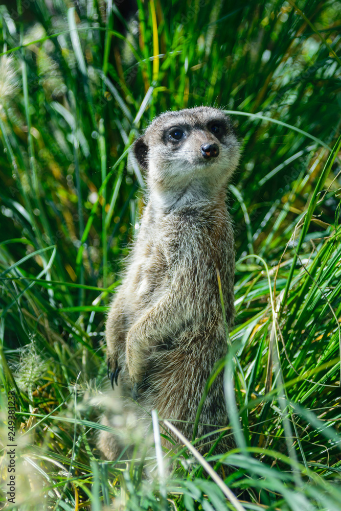 Fototapeta premium Noble looking meerkat