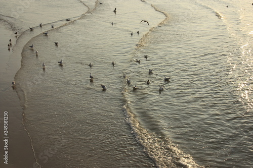birds in the sea