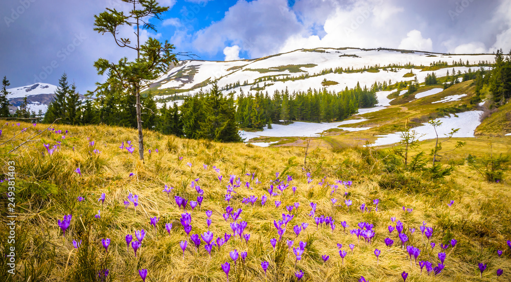 Spring mountains panorama with crocus flowers and snowy peaks of Ukrainian Carpathians. - obrazy, fototapety, plakaty 