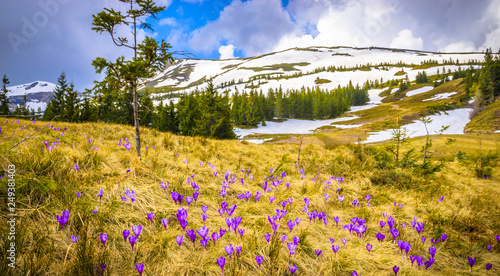 Spring mountains panorama with crocus flowers and snowy peaks of Ukrainian Carpathians.