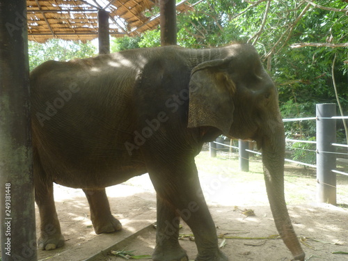 Asian Elephant
