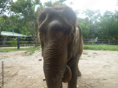 Asian Elephant