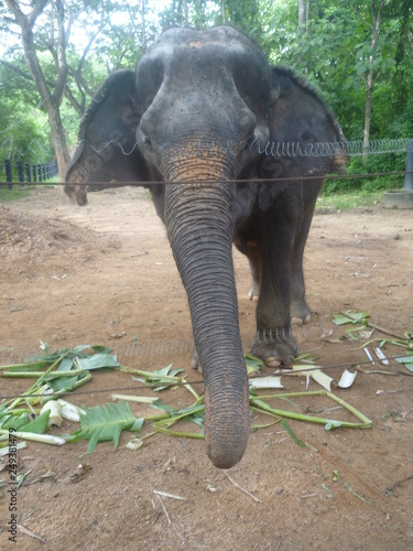 Asian Elephant