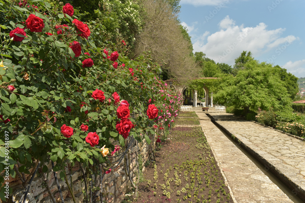 Red rose wall path in the garden