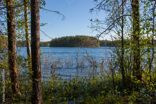 lake in the forest                                       
