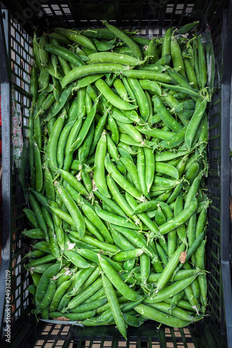 Green beans from the orchard placed on the front of the Bowl. photo