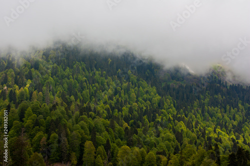 landscape with trees, горный ландшафт, хвойные деревья в горах и туман, лес в горах