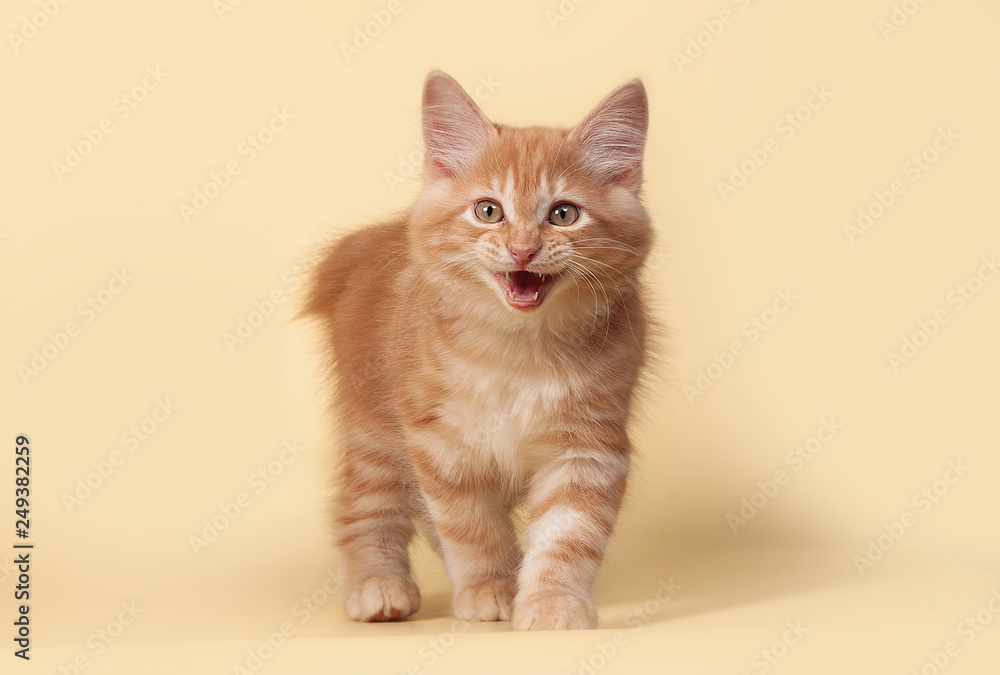 Red, small kitten on Studio cream background Red, small kitten on Studio cream background