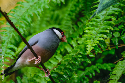 Lonely bird on the branch photo