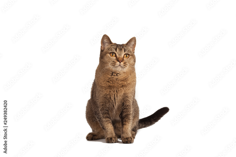 Funny cute cat sitting on a white background