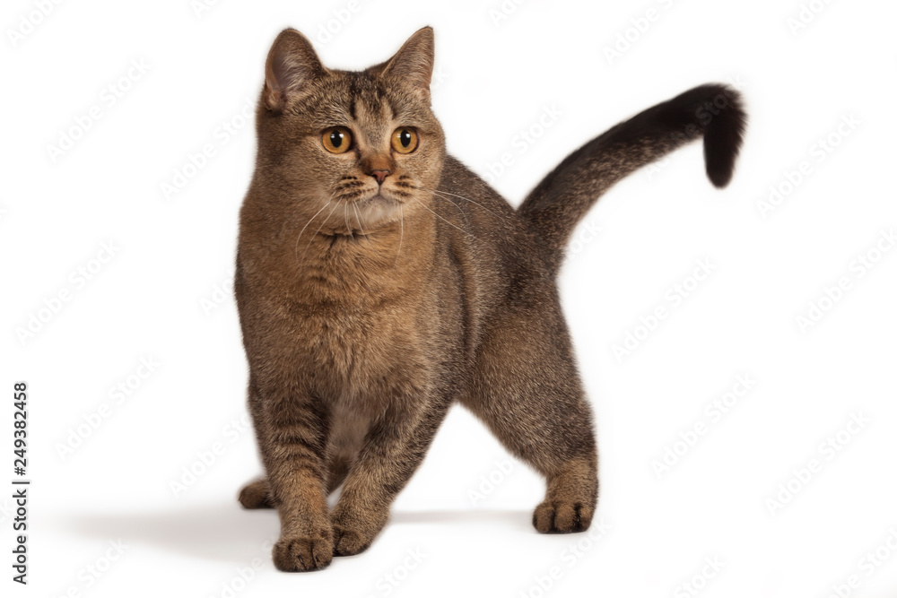 Funny cute cat stands on a white background