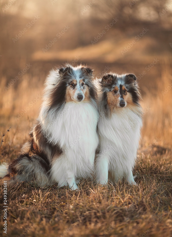 Two Collie dogs sitting in an autumn meadow at sunset