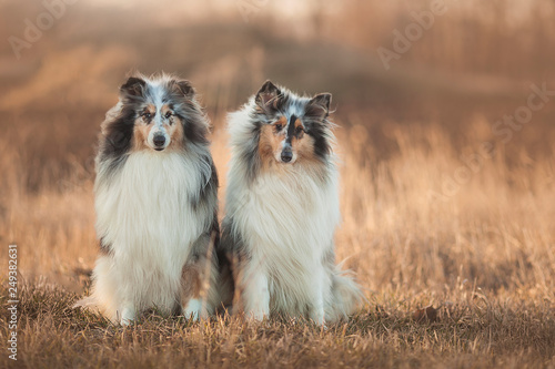Two Collie dogs sitting in an autumn meadow at sunset