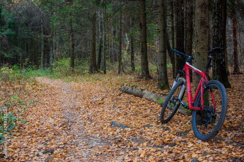 bicycle in the park красный велосипед в лесу осенью