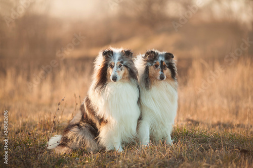 Two Collie dogs sitting in an autumn meadow at sunset