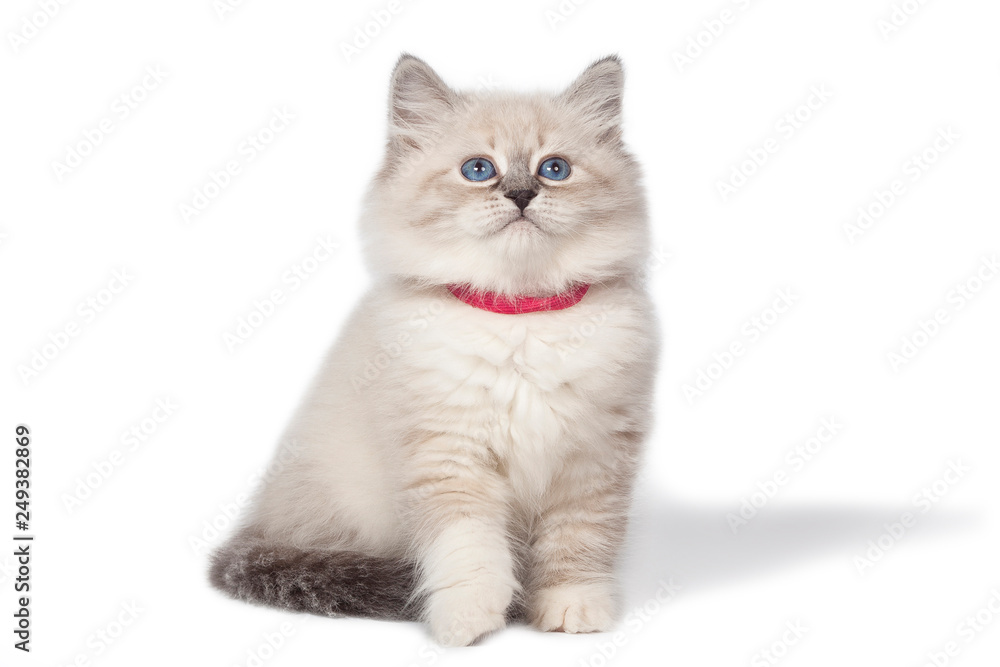 Cat on white background.