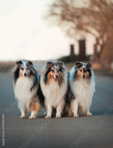 Three Collie dogs sitting in an autumn meadow at sunset