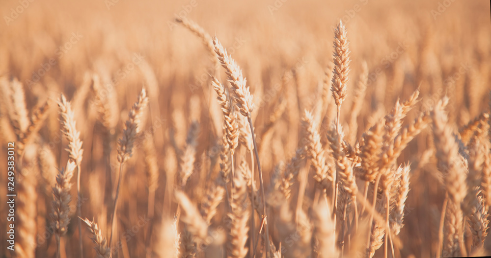 Barley field background. Bottom view. Agriculture, agronomy, industry concept. Barley field background. Bottom view. Agriculture, agronomy, industry concept.