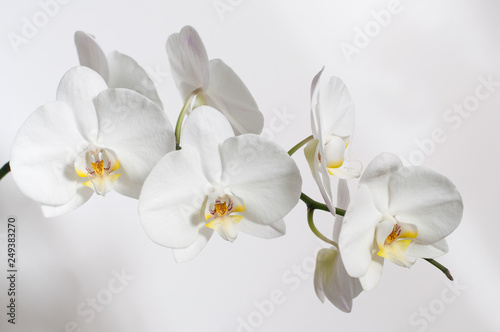 A branch of a white Orchid for a postcard.
