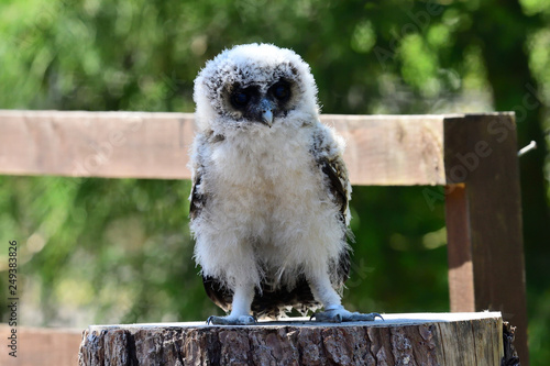 Baby brown wood owl (strix leptogrammica) photo