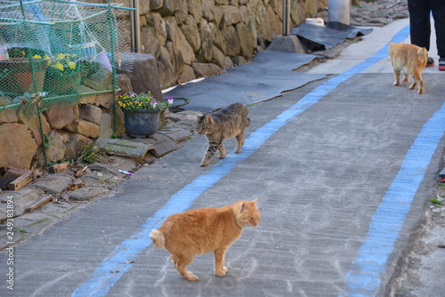 Cats of aosima in Ozu City, Ehime Prefecture, Japan © sido