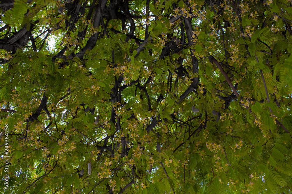 Fototapeta premium Árvore