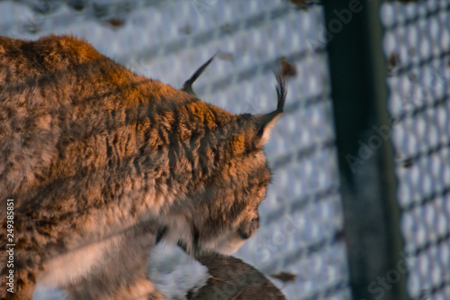 lynx in snowy winter landscape, lynx enclosure near Rabenklippe, Bad Harzburg, Germany photo