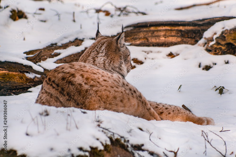 lynx in snowy winter landscape, lynx enclosure near Rabenklippe, Bad Harzburg, Germany lynx in snowy winter landscape, lynx enclosure near Rabenklippe, Bad Harzburg, Germany