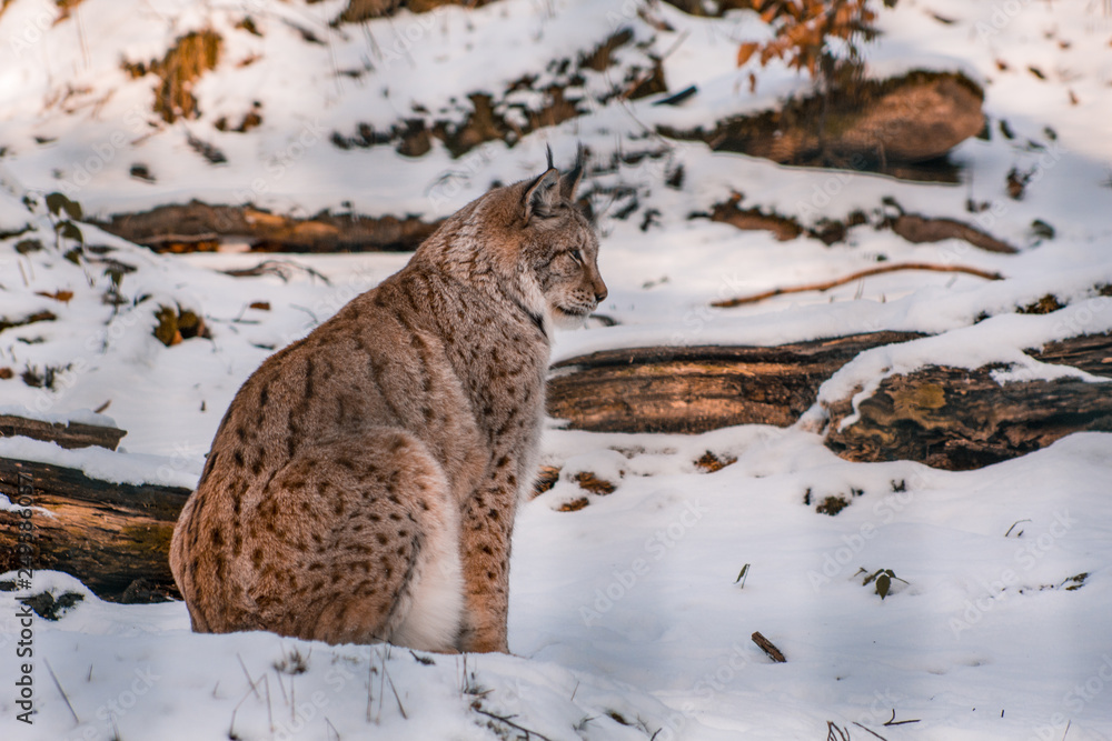 Obraz premium lynx in snowy winter landscape, lynx enclosure near Rabenklippe, Bad Harzburg, Germany
