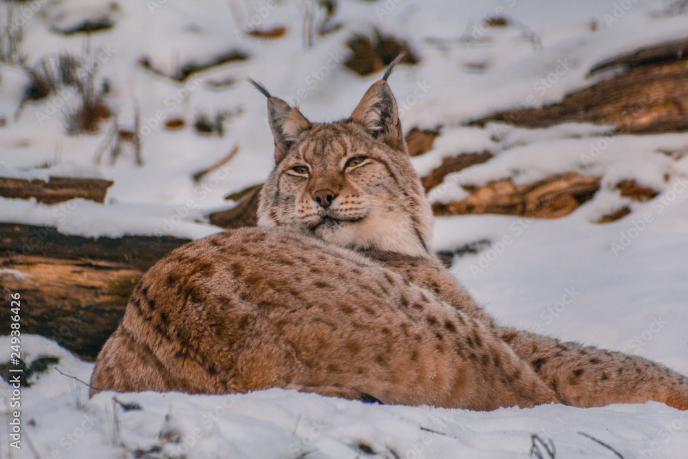 Obraz premium lynx in snowy winter landscape, lynx enclosure near Rabenklippe, Bad Harzburg, Germany
