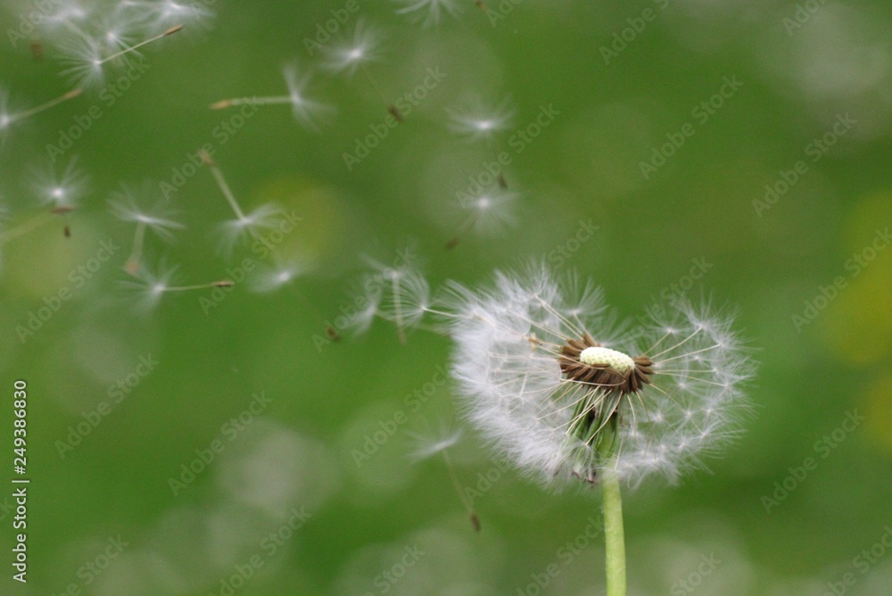 Fototapeta premium Pusteblume
