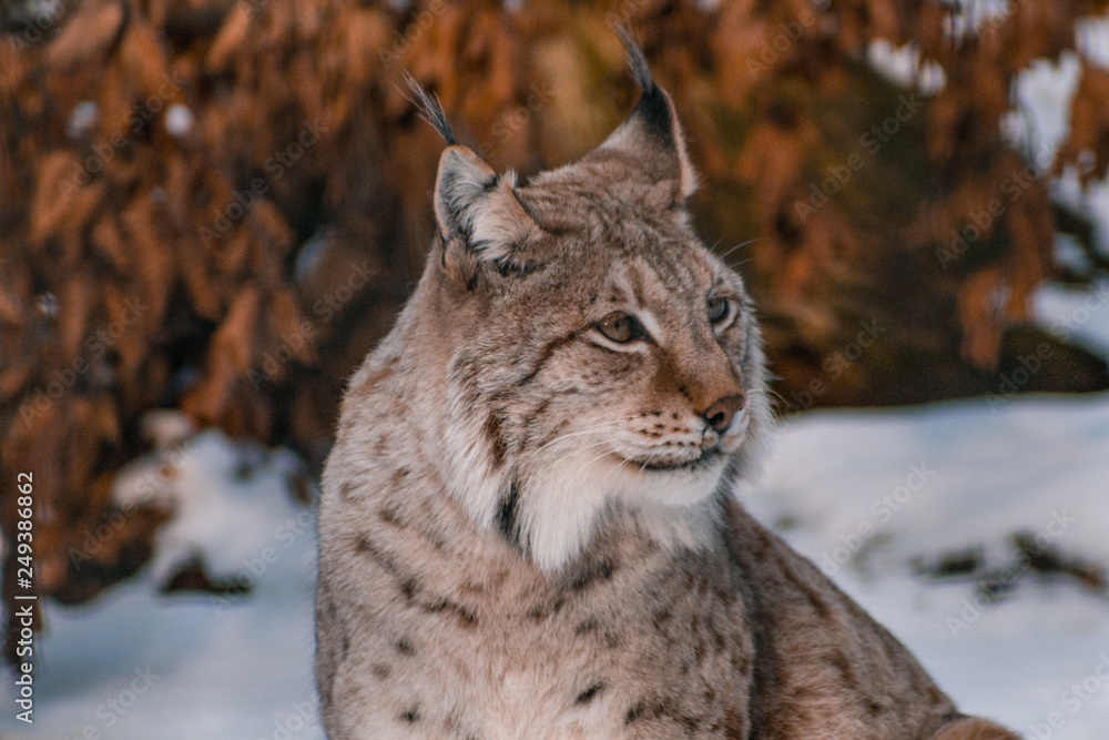 Obraz premium lynx in snowy winter landscape, lynx enclosure near Rabenklippe, Bad Harzburg, Germany