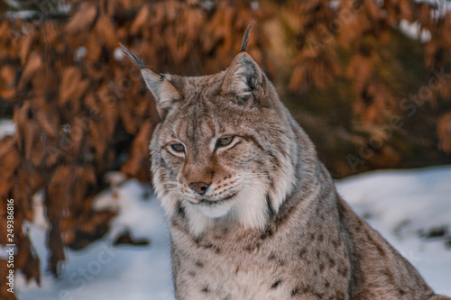 Photography lynx in snowy winter landscape, lynx enclosure near Rabenklippe, Bad Harzburg, G