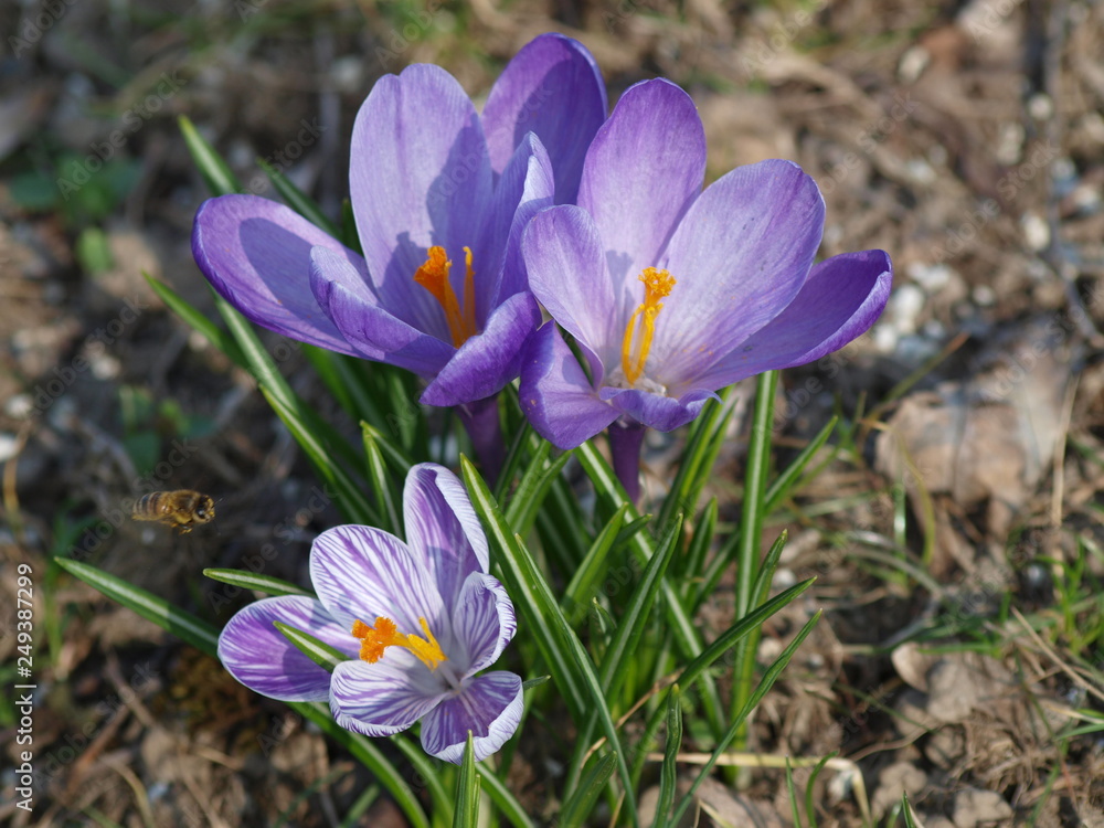Crocus vernus - Crocus de printemps appelé aussi crocus de Naples à fleur violette striée et tube blanc Crocus vernus - Crocus de printemps appelé aussi crocus de Naples à fleur violette striée et tube blanc