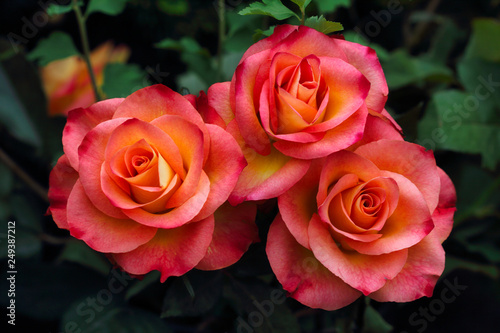 Close-up of three pastel red rose flowers in the summer garden