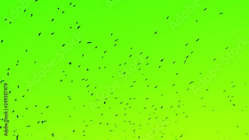 a flock of black big birds flying away to the green screen