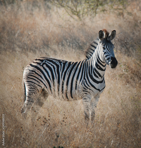 Zebra in the African savannah  Kruger National Park