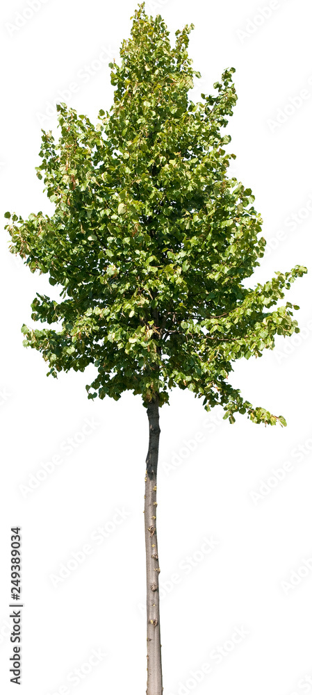 Tilia - Linde Tilia - Linde