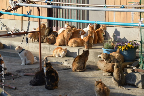 Cats of aosima in Ozu City, Ehime Prefecture, Japan photo