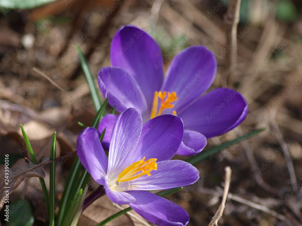 Crocus vernus - Crocus de printemps appelés aussi crocus de Naples à fleurs violettes Crocus vernus - Crocus de printemps appelés aussi crocus de Naples à fleurs violettes