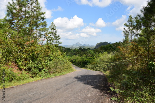 Waldweg im Westen Kubas