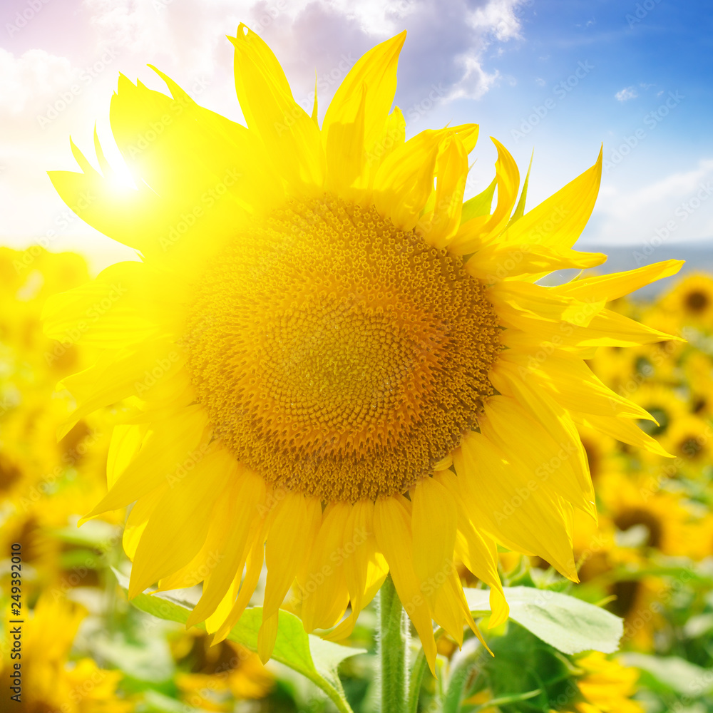 Obraz premium Sunflowers on background of blue sky and sun.