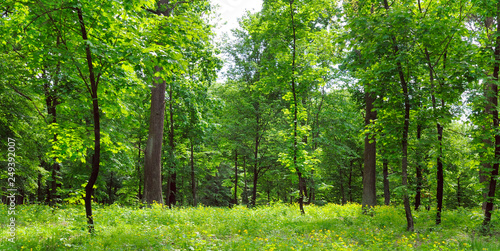 Sunlight in the green forest, spring time. Wide photo