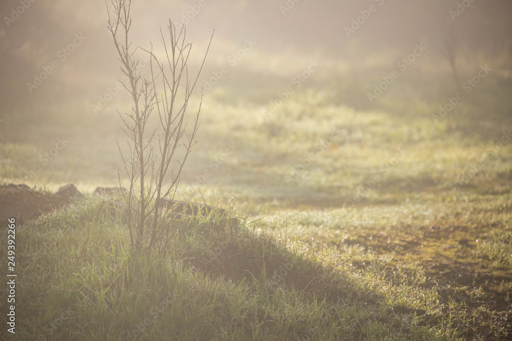 Sapling grows on small grassy mound with fresh morning dew as early morning light shines through mist Sapling grows on small grassy mound with fresh morning dew as early morning light shines through mist