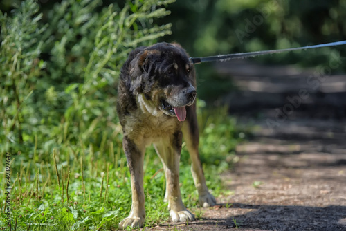 Central asian shepherd dog photo