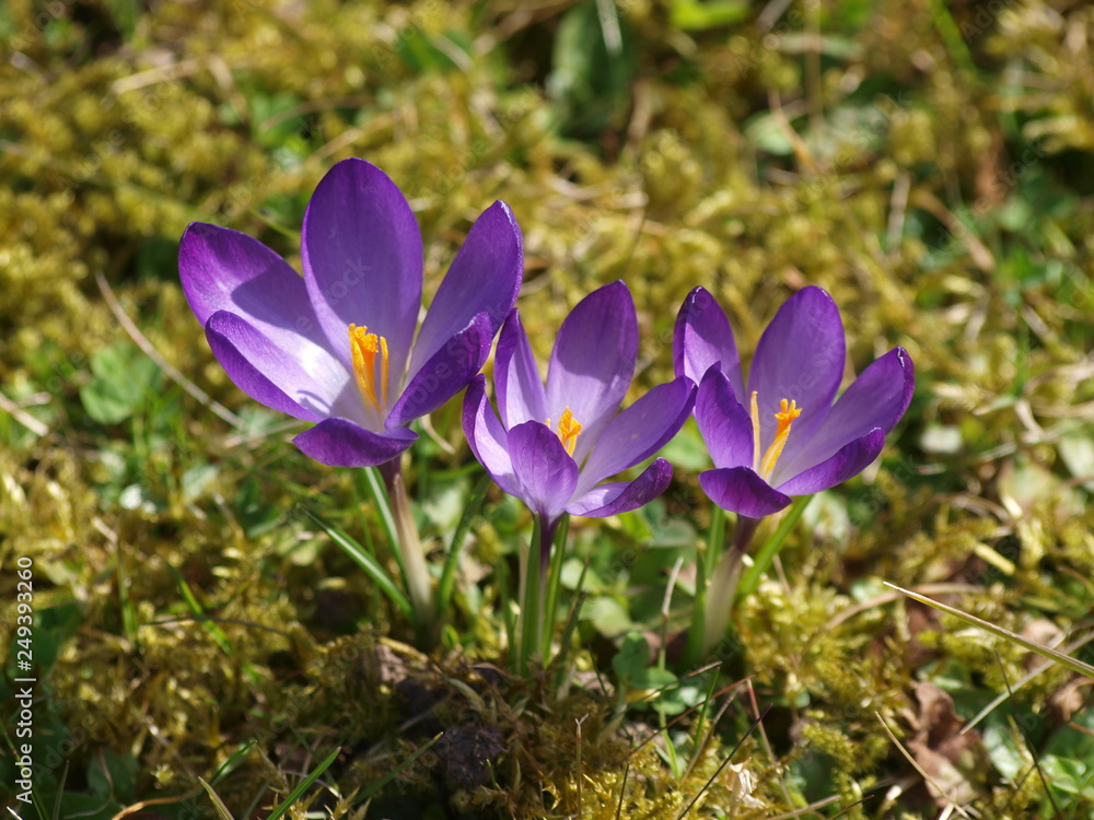 Crocus vernus - Crocus de printemps appelés aussi crocus de Naple à fleur violette Crocus vernus - Crocus de printemps appelés aussi crocus de Naple à fleur violette